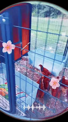 chickens are growing! #homestead #chickens #farmlife 