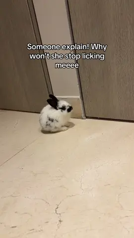 HELPPP hahah she won’t stop licking me #bunny #petbunny #englishspotrabbit 