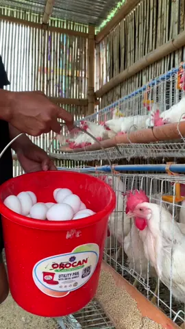 Unsaon pag tukod ug poultry farm nga dili na kinahanglan ug dako nga puhonan? #fyp #egglayer #poultry #negosyo #backyardfarming 