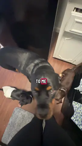 they love watching me cook lol #romanseries #dogparent 