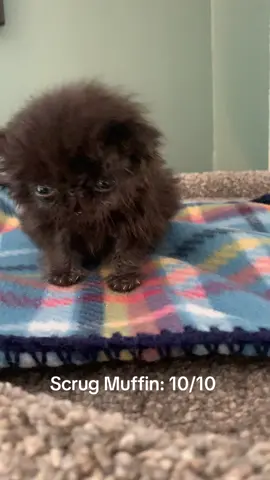 Obsidian Scrug Muffin (Sid) is a Persian kitten who was rescued by Bitty Kitty Brigade in Minneapolis, MN when her flat face characteristics made it hard for her to nurse or bottle feed. Fortunately, after a few weeks of tube feeding, she figured out how to eat on her own and is now doing great in her new home!!! Isn’t she the cutest?!?!?! #adoptdontshop #persiankittens #persianrescuecat #goofykittens #tenoutoften 