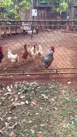 Obrigado Deus por me permitir VIVER a simplicidade e para vós o meu coração. Não tem nada melhor que meus nelores de bico cantando. #agrohobby #frangonapanela