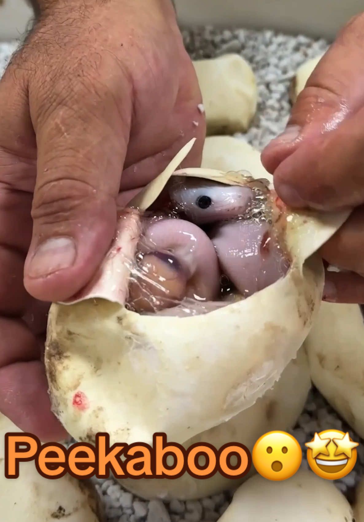 BABY PYTHONS first meal 🐍✂️ Giving this little one a helping hand as it takes its very first peek at the world 🙌 Hard to believe all those massive giant pythons start off as tiny little noodles🤩 This little one was not ready to come out yet since I looked inside the egg and the yolk had not yet been absorbed👀 Once that yolk is absorbed then I will know that the baby is ready for the real world🥰 Python babies are not meant to have a high survival rate since they are easily hunted by everything when they do hatch but that’s why the momma lays so many eggs🤯 A single female can lay 30–90 eggs, but not every baby makes it out on its own that’s why I step in to help give them a fighting chance 😁🙏🏽