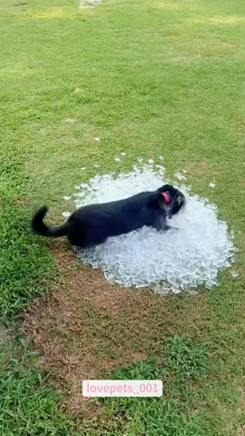 The way my dog cools off in summer.#dog #dogs #dogsoftiktok #doglover #funny #funnyanimals #foryou #funnytiktok #fyp #cute #fypシ゚viral 