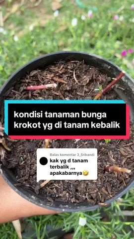 Membalas @3_Srikandi #stekbungakrokot #krokothidup #paketbungakrokot #krokottumpukimpor #bungakuburan 