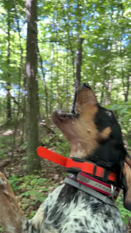 🔥🚨💥PUP TRAINING💥🚨🔥Here is a clip from way back when Tony was just a baby. This is him treeing a scent drag I laid the 2nd time he had been to the woods. Would you be interested in seeing a full video on how I raise and train my pups?  #starkoutdoors #fyp #foryou #fypシ #foryourpage 