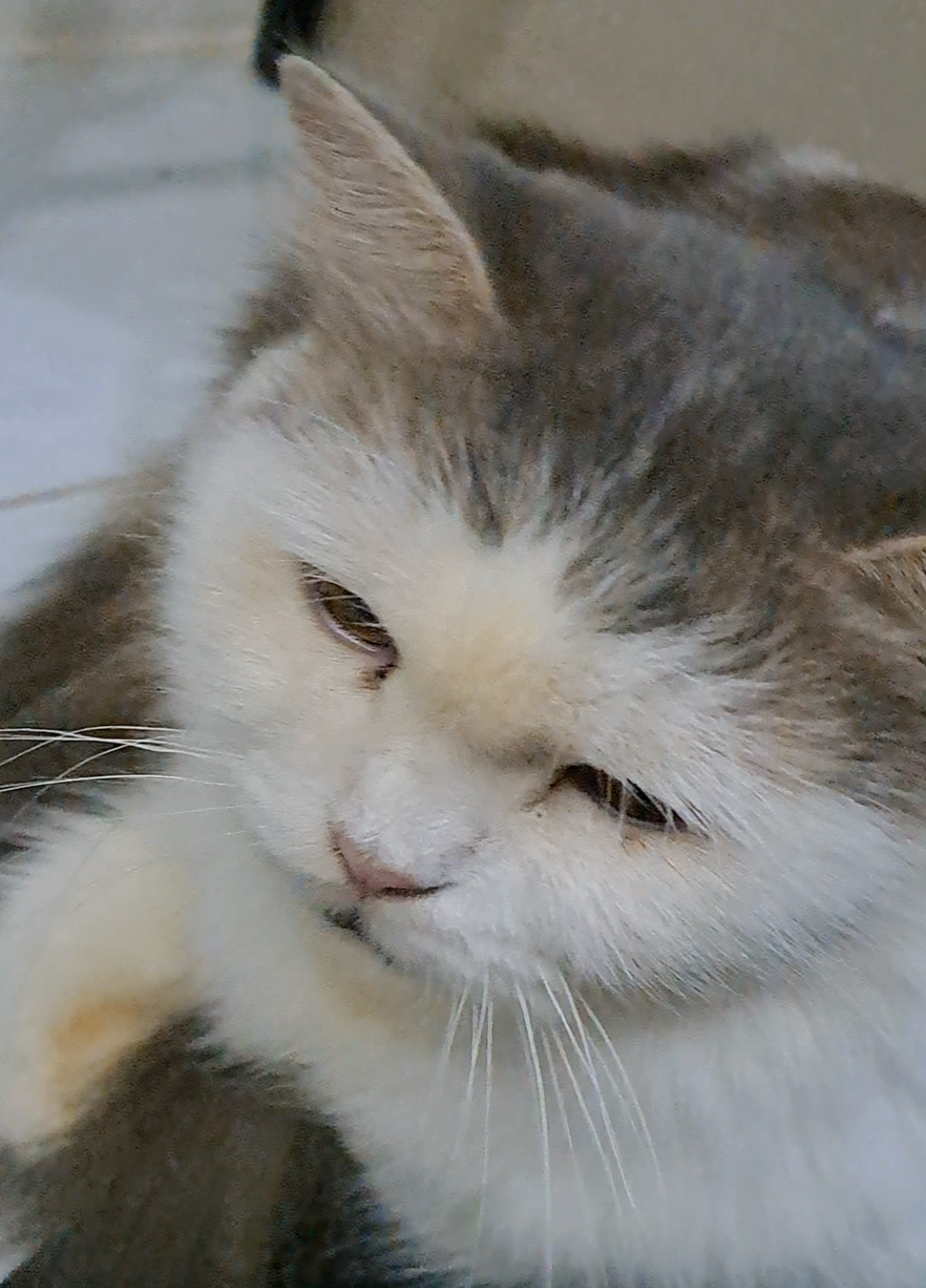 Gud meowning hooman #kucinglucu #kucingviral #fypage 