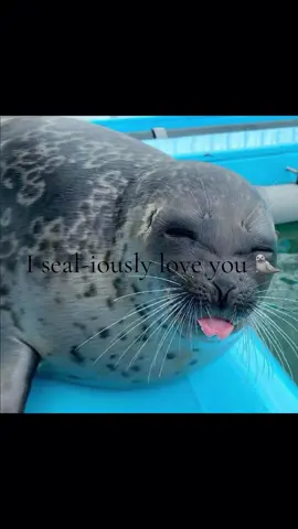 Sealed with love 🦭💌 @Nate #seal #iloveyou #ilovemybf #Love 
