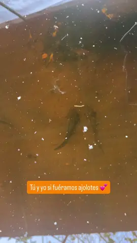 Envíaselo a tu amorcito 💕 #ajolote #axolotl #ajolotes #conservacion #ecologia     