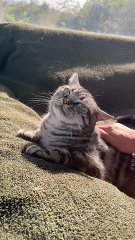 If you’ve tried every brush but your cat still sheds like a blizzard… You NEED this undercoat beast. #catcaretips #catpick #catbrush #steambrush #catgrooming 