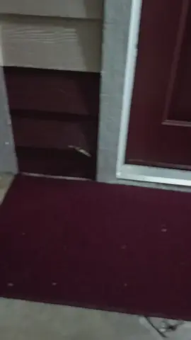 #tiktokscenestealercontest this flew In my face and been hanging around for a couple of weeks now spooky lol