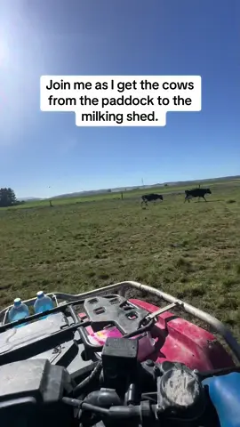 Cow’s in on the go!!! #calfrearer #dairyfarmer #newzealand #dairyqueen 