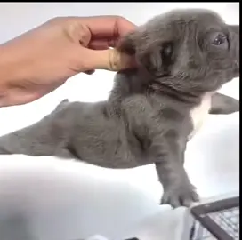 Pibble😁 #pibble #washmybelly #fyp #xyzbca #wockst★rz 