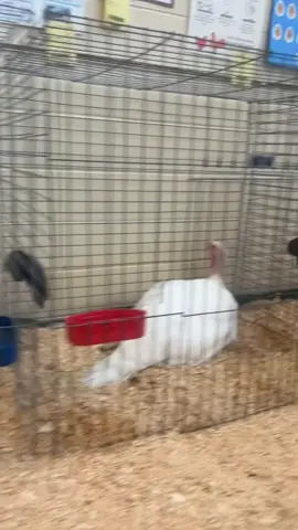 Volume up on this one……. Have a great week from us 🦃🦃#🤣🤣🤣🤣 🦃🦃 #gobblegobble🦃 