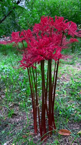 Bỉ ngạn hoa đỏ miền kia ức đau thương 