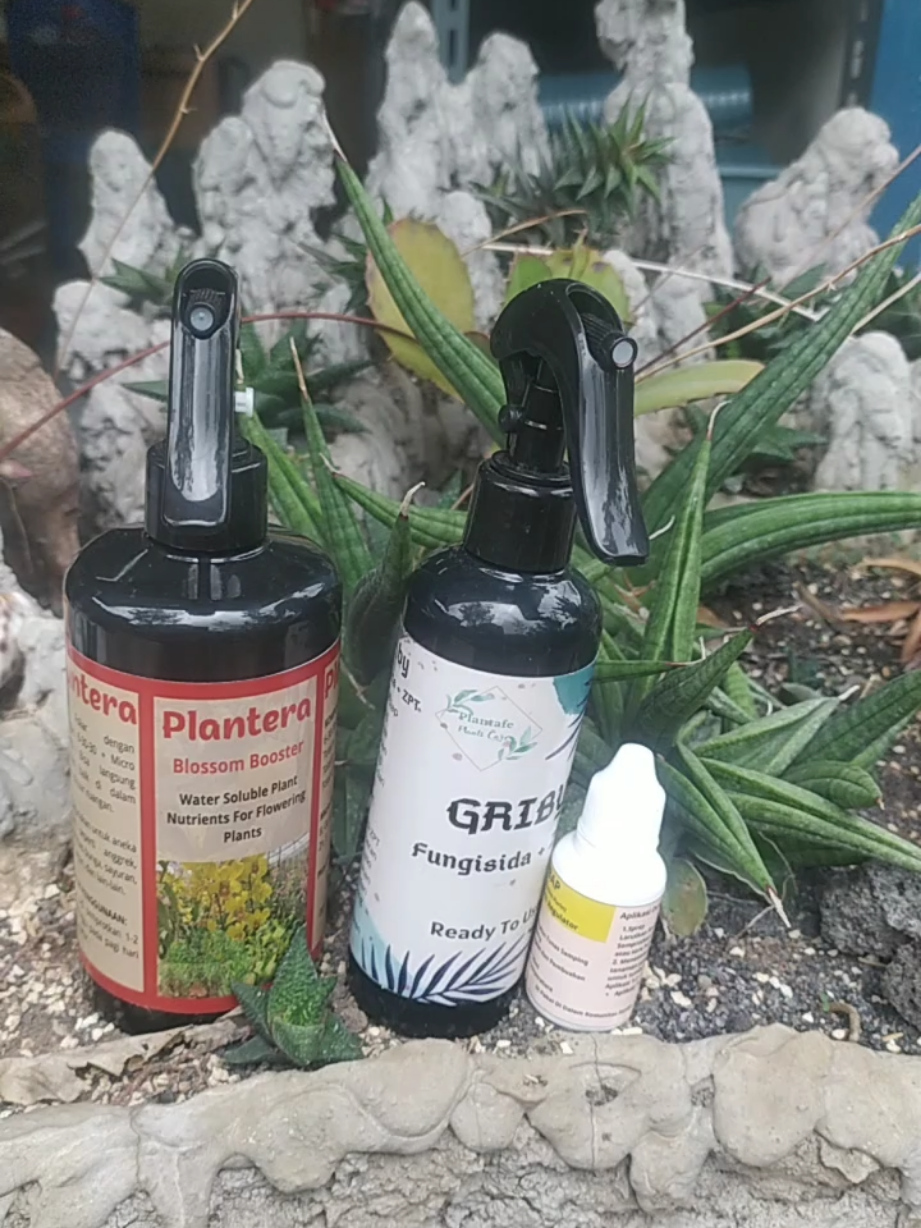 paket perawatan tanaman anggrek fase generatif pupuk plantera merah blossom booster,fungisida griby,dan 6bap merangsang pembungaan dan perlindungan dari penyakit cendawan #anggrek #orchid #orchidslovers #anggrekindonesia #GajianSale 