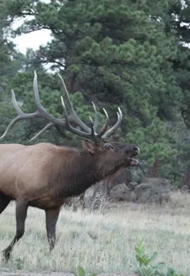 Bull elk during the rut in Rocky Mountain National Park #elk #wildlifeoftiktok #rmnp #estesparktourguides @VisitEstesPark 