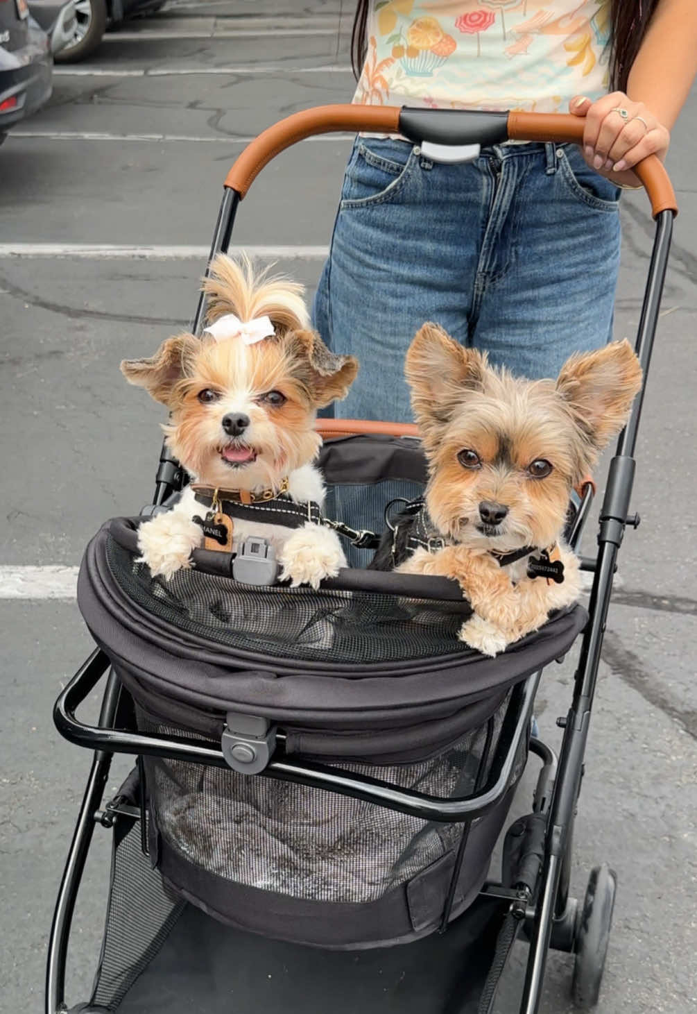 We partied like animals at the cutest doggy birthday party 🐶🎉 #Pawty #DogMom #Yorkie #Dogparty