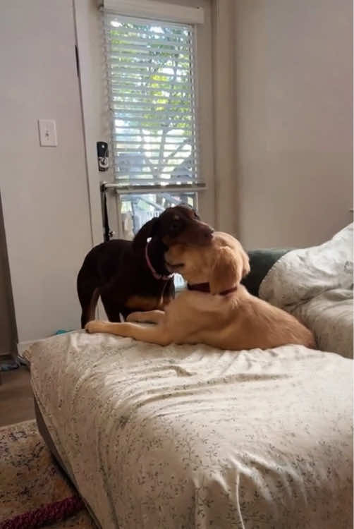 Two funny dogs 😂😭#LanguageLearning #cutedogs#dogs #tiktok #usa🇺🇸 
