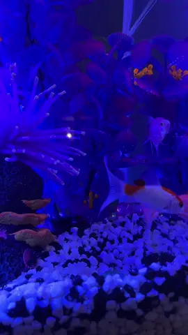 I can’t wait to post the video of us picking out our new fishies! #aqarium #fishtank #fish #fishtanksoftiktok 