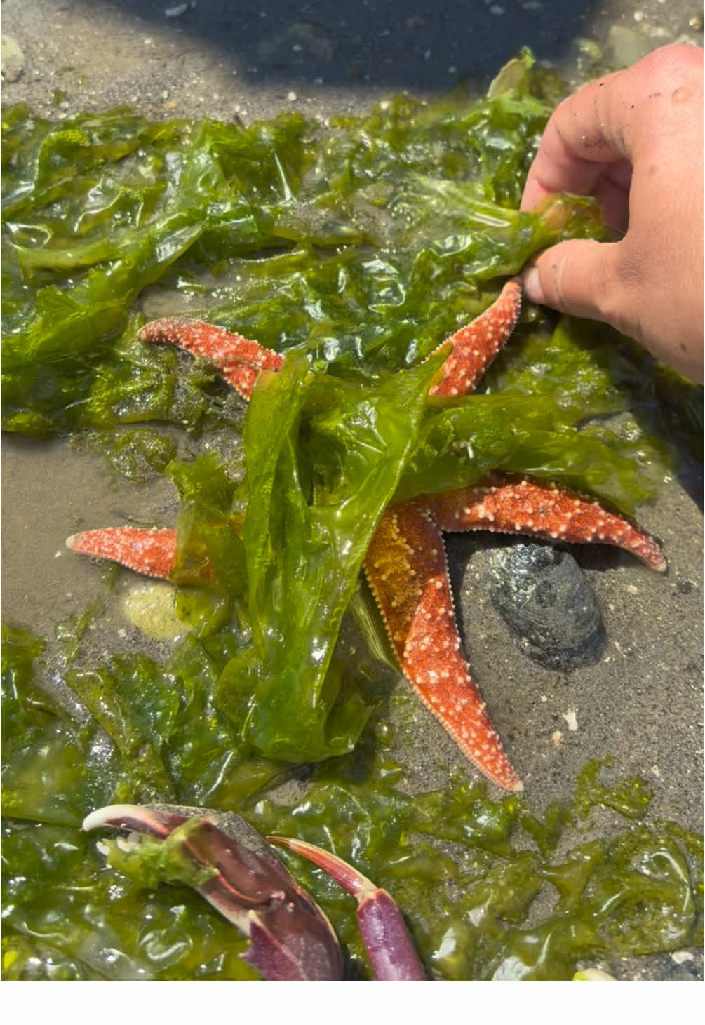Geoduck shells, horse clams, crab, and sea stars! It’s fun to poke around at low tide in the Puget Sound of Washington.  #clams #washington #todepool #clam