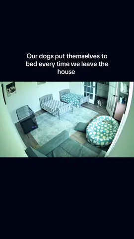 Our dogs put themselves to bed every time we leave the house 