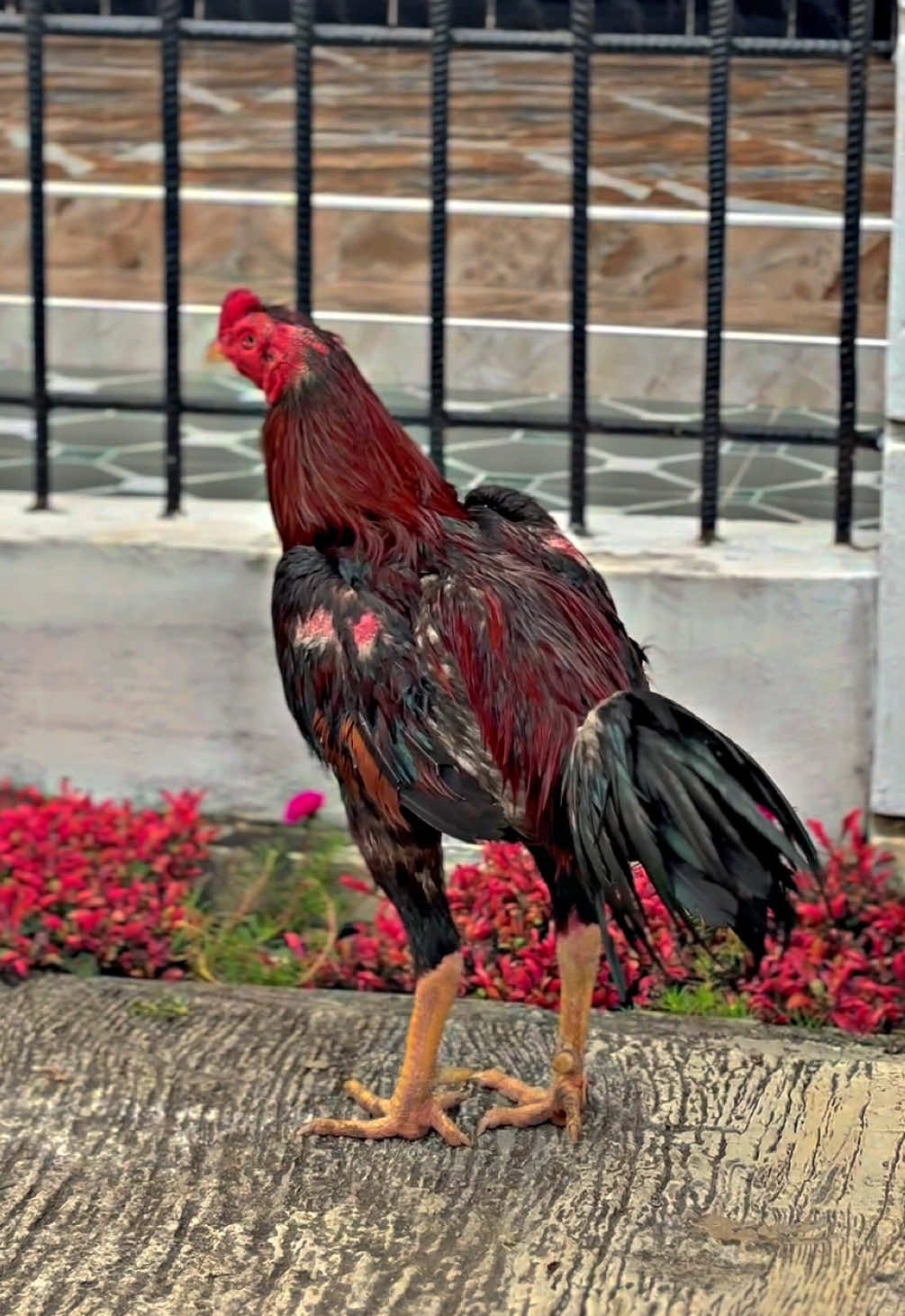 Fortuna😮‍💨#fantasticfarm #ayambangkok #bkselatan #ayambangkoksuper #ayambangkokindinesia 