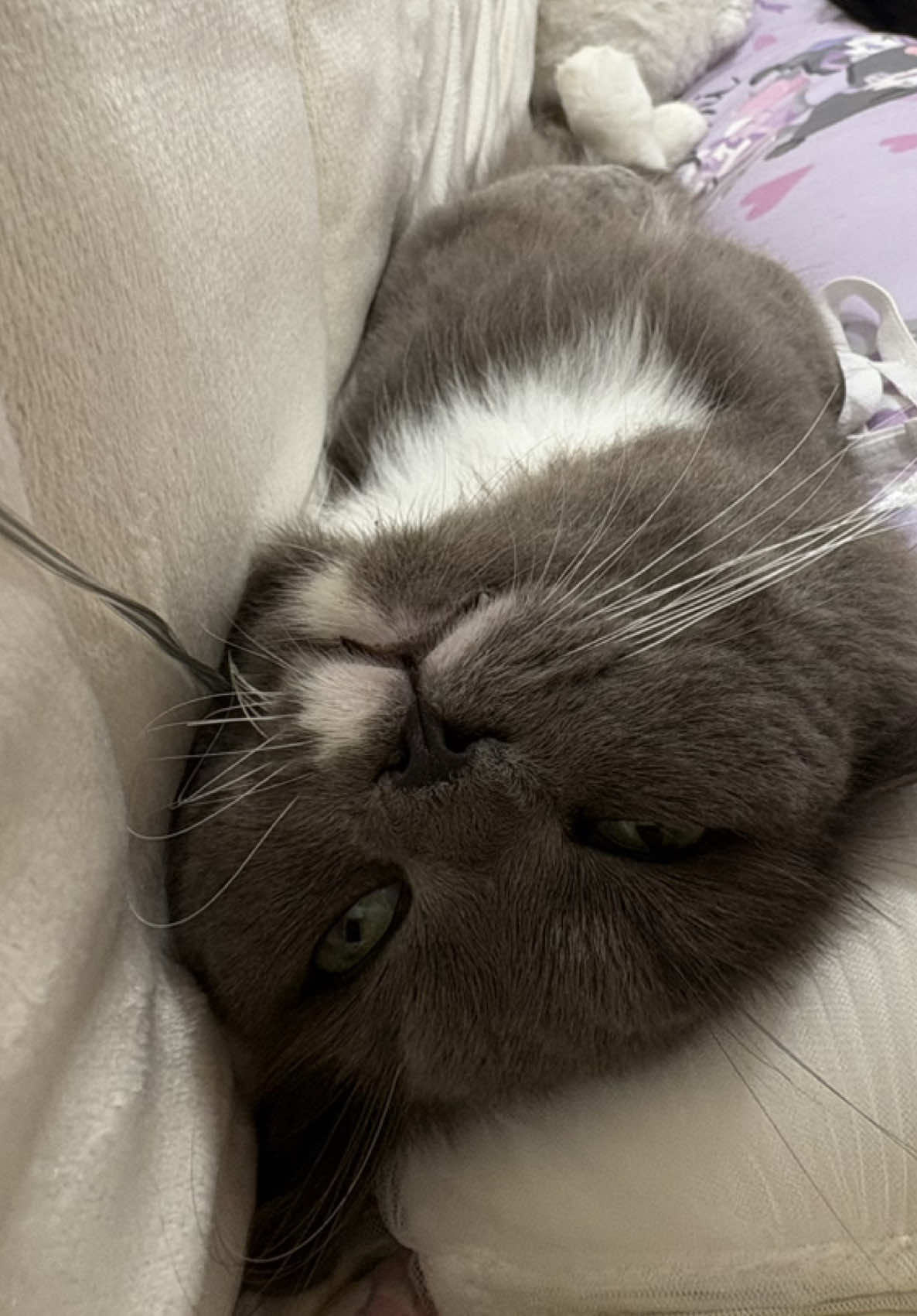 刀馬刀馬#桃園 #推薦 