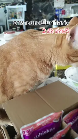 อาหารแมววิสกัส#อาหารแมววิสกัส #อาหารแมวเปียก #วิสกัส #TTSร้านใหม่ลดแรง #แก้วจ๋า_พารีวิว 