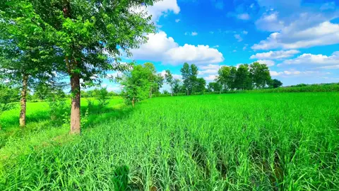 View ☁️🌧️🌈🦋🌸😊#fyppppppppppppppppppppppp #pindanathayala #میرا_سہنا_پنڈ_ناتھے_الہ_ضلع_بہاولنگر #Trending #pendawaly_star 