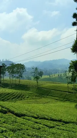 Syahdu banget, bikin pengen balik lagi #pesonaalam #ciwideybandung #rancabaliciwidey #fyp #kebunteh 