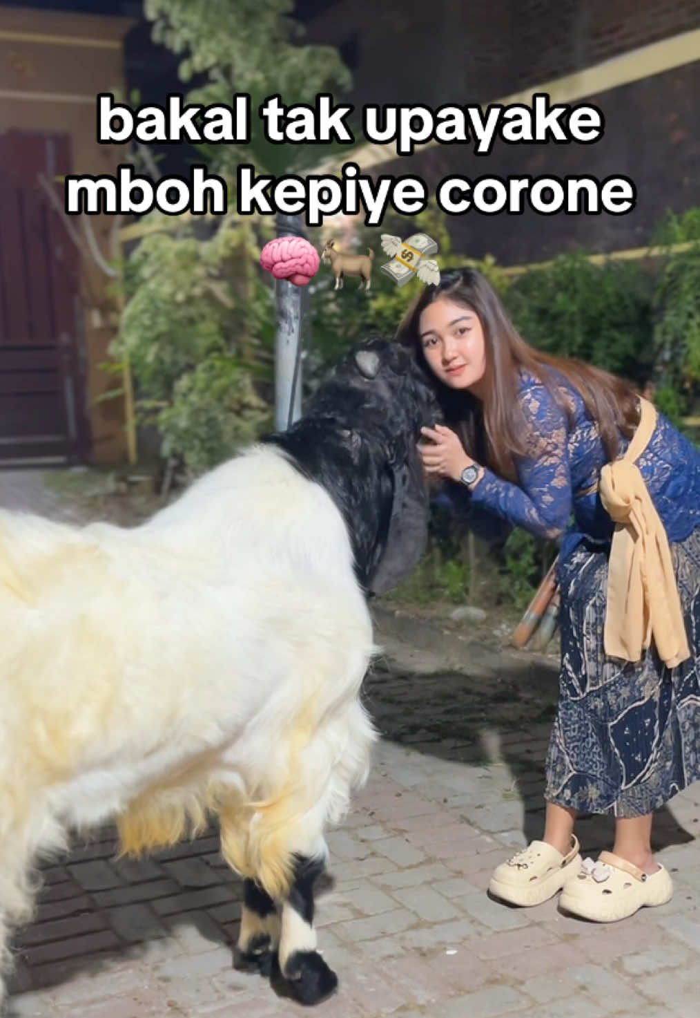 usaha ya mas  #kambingetawa #pertenakmuda #kambingkontes #kambingkaligesing #kambing 