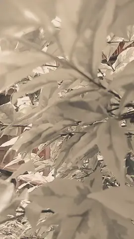 MENGAPA  ( Koes plus )