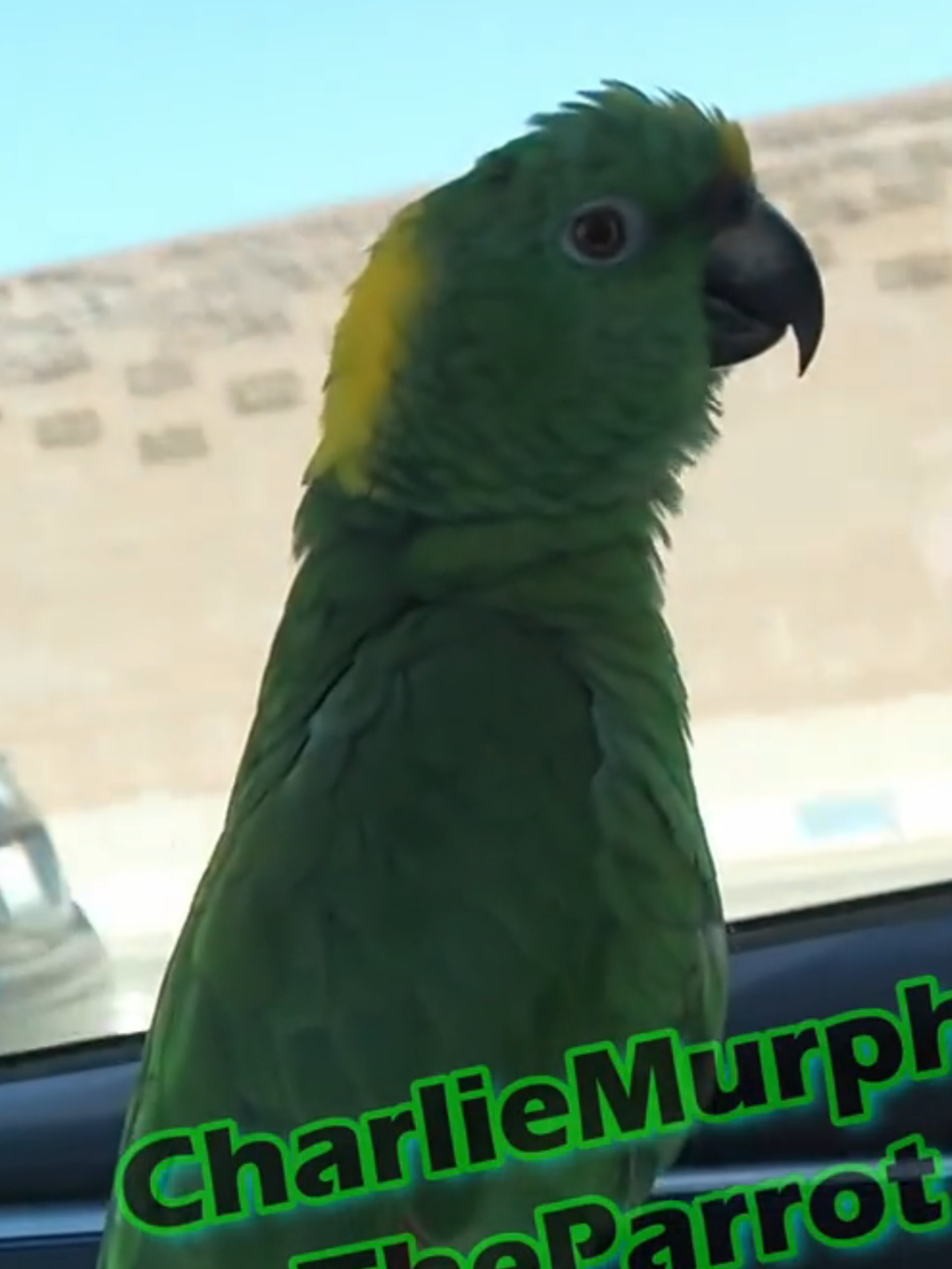Charlie Murphy the Parrot making some new weird sound effects #parrotsoftiktok #parrot #talkingparrot