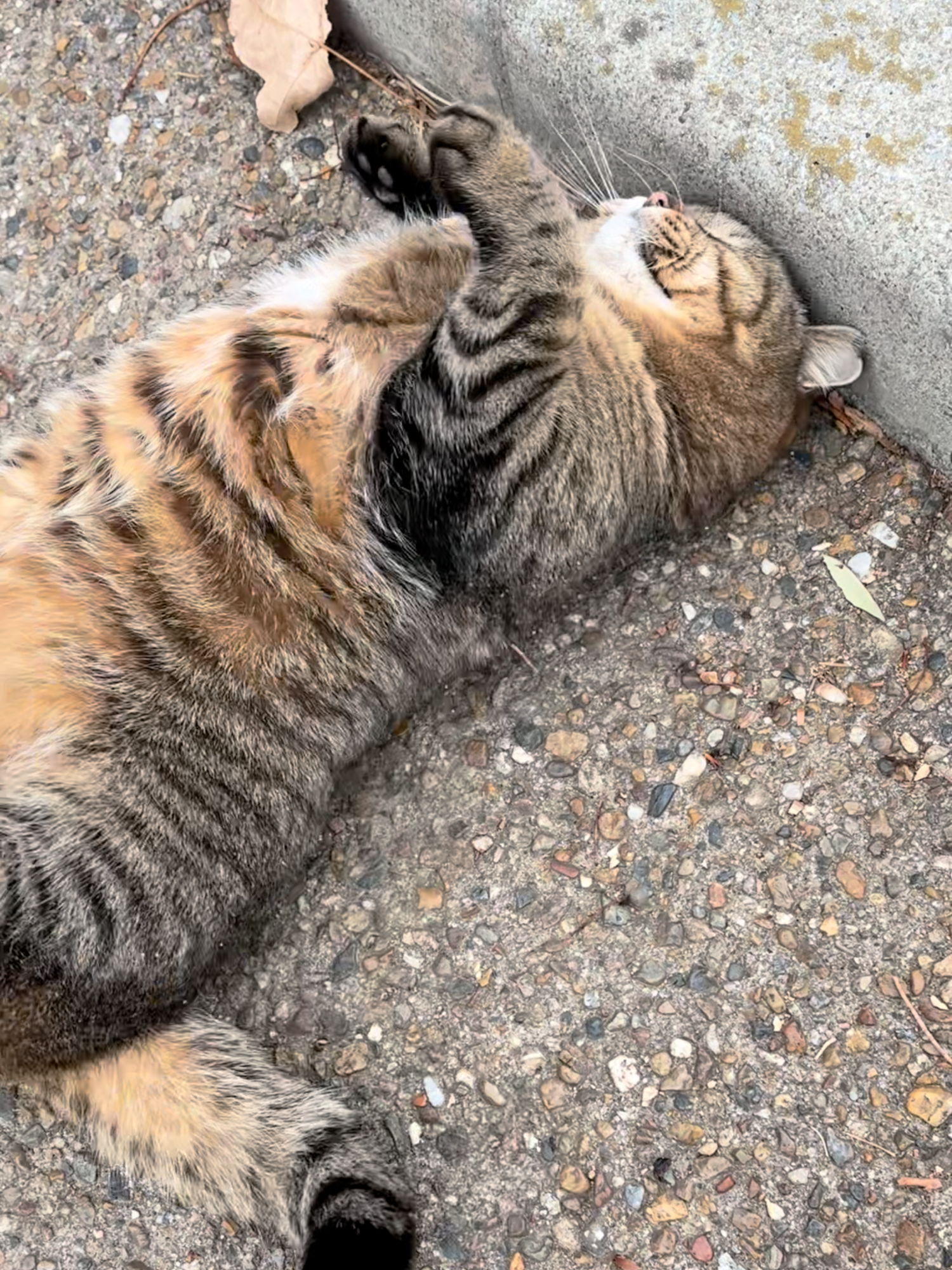少し触ったらへそ天になって寝転んだお腹ぽっちゃりキジトラ猫ちゃん😸🐈#野良猫 #地域猫 #キジトラ #キジトラ猫 #猫 #ねこ #cat