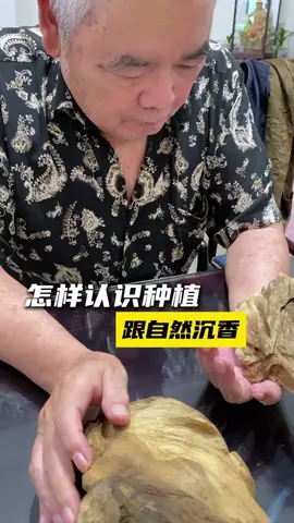 沉香區分#沉香文化 #沉香 