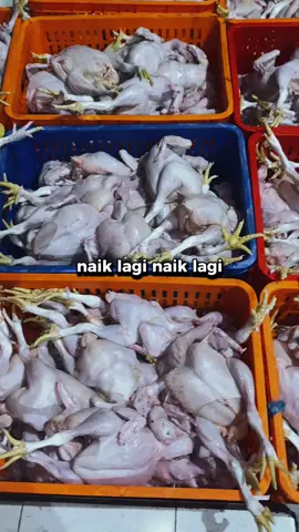 Semakin 🚀🚀🚀 #ayampotong #zyxcba #yzxcba #broiler #p 