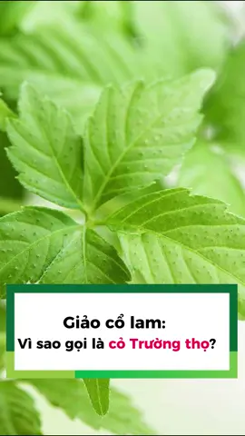 Giảo cổ lam tại sao lại gọi là 