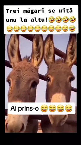 A-ți prins-o #comedie #tiktokromania #romania🇷🇴 #romania #amintire 