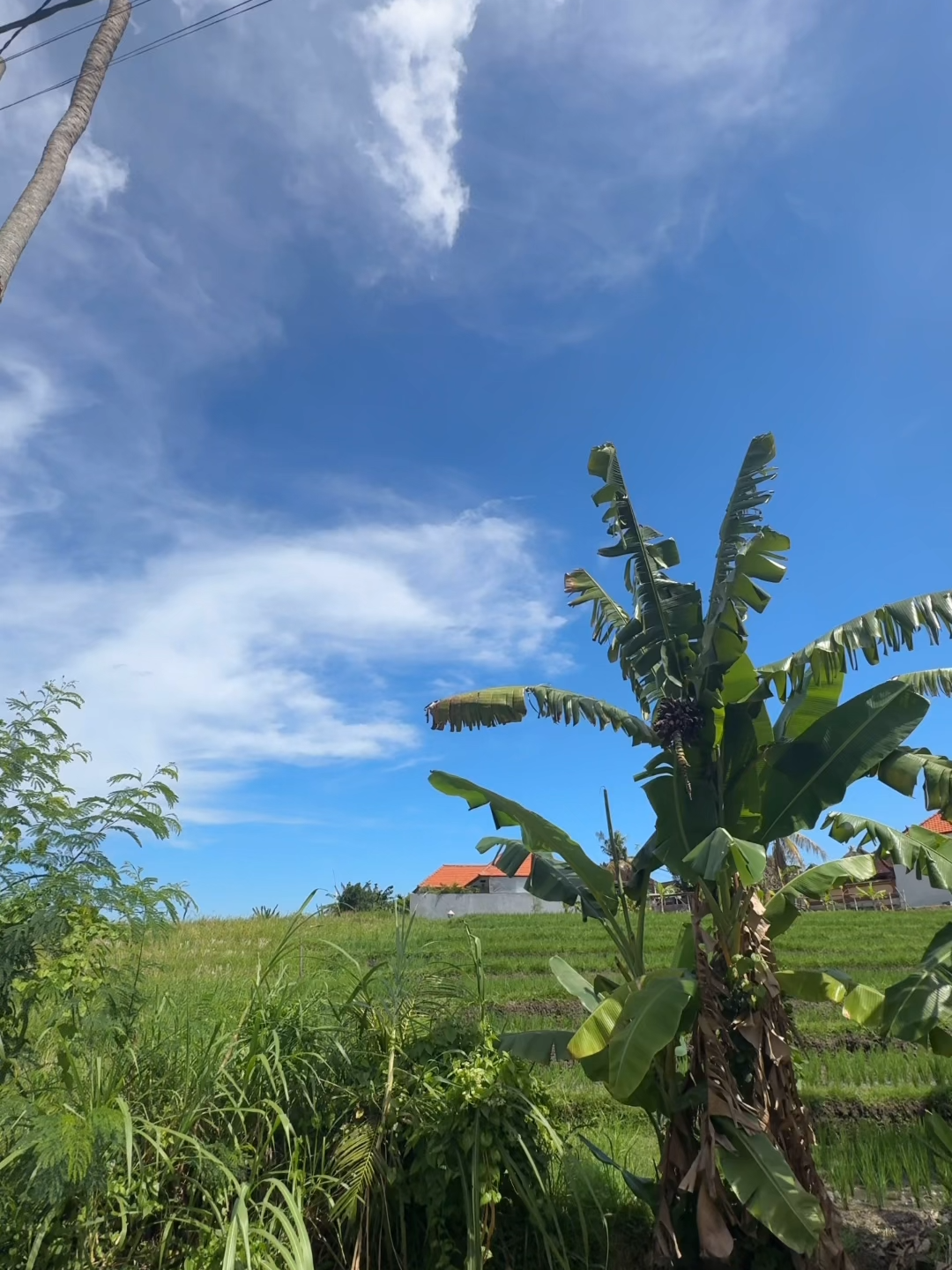 𝟭𝟯𝟵𝗞 𝗨𝗦𝗗 | 𝟮𝟰+𝟭𝟯 𝗬𝗘𝗔𝗥 𝗟𝗘𝗔𝗦𝗘 | 𝗖𝗔𝗡𝗚𝗚𝗨 𝗕𝗔𝗕𝗔𝗞𝗔𝗡 Modern tropical vibes meet island charm in the heart of Babakan, Canggu 🌿 Just a short stroll from cafés, surf spots, and beach clubs, this villa is perfect for laid-back living or as a smart rental investment. Built on 1 are of land with 115 sqm of space, it features 2 bedrooms, breezy open design, and beautiful rice field views 🌾. With a 24-year leasehold and a guaranteed 13-year extension, it offers long-term peace of mind at just USD 139,000. Tucked away in one of Bali’s most sought-after neighborhoods, it’s ready to become your new home or holiday retreat. #bali #fyp #fypシ #foryoupage #foryou