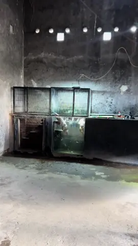 semua bilang lg musim dingin.. nah ini mereka @Otter Lecy&Rambo pagi pun ttp asyik berenang #otter #otterlecyrambo #trending #fypシ 