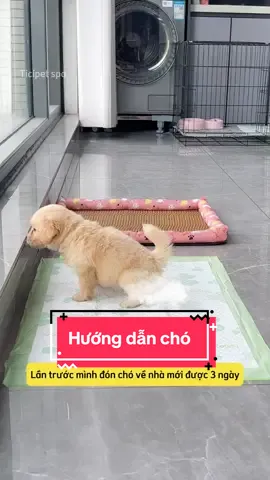 Hướng dẫn chó mới đón về,  đi vệ sinh đúng cách #pet #ticipetspa #nuoicho #dog #cho 