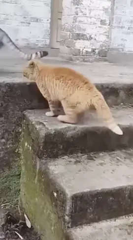 Cat funny video compilation #funnycat #funnyvideos #funnyanimals #pet #fyp 