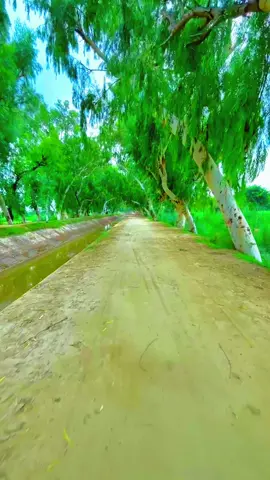 #چیتے ہونا منڈا نی اک نال دے پنڈ والا #creatersearchinsaght #unfreezemyacount #virelvideotrending❤️❤️❤️❤️follows 