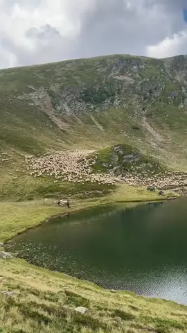 #sheep