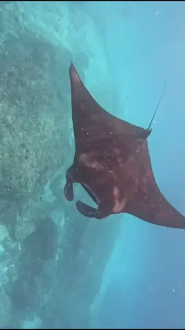 Rich in life experiences to snorkel with mantas in Bali 🥺🌴#fyp #bali #nusapenida 