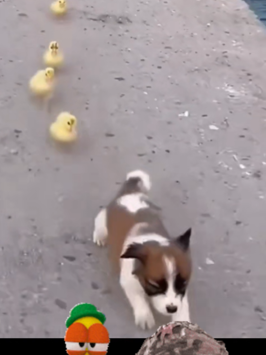 #dogloverforever  #perrosgraciosos  #firulais  #militarytiktok  #risasjajaja 