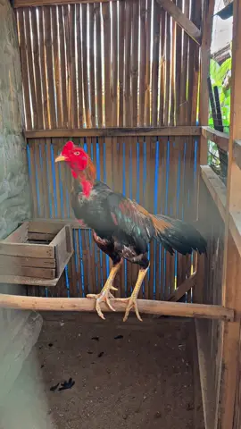 Mr.Atom Pakhoy Drumband 🥁🥁🥁 3X WIN 🏆🏆🏆 #CapCut #fyp #ayampakhoy #newarffarmlpg #trendingtiktok 