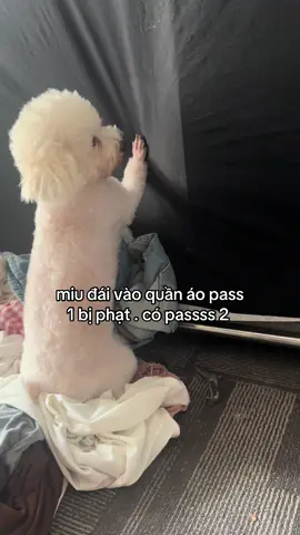 có passs 2 