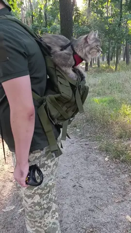 Бойові КОТИКИ ЗСУ;)#ЗСУ #cat #улюбленець 